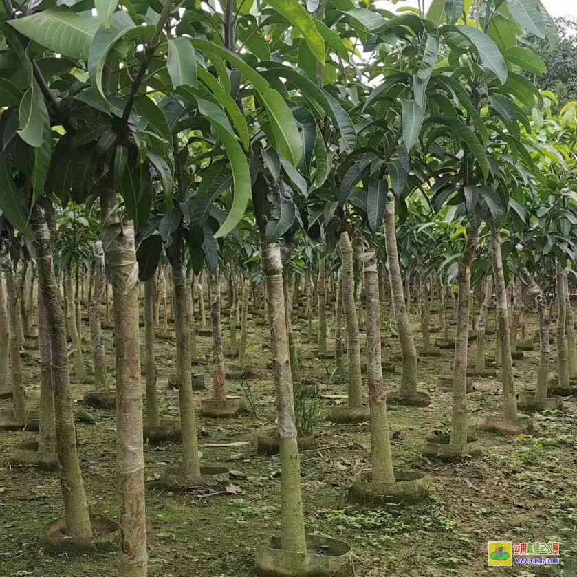 河池大化芒果苗如何栽種|芒果苗品種|貴妃芒果苗