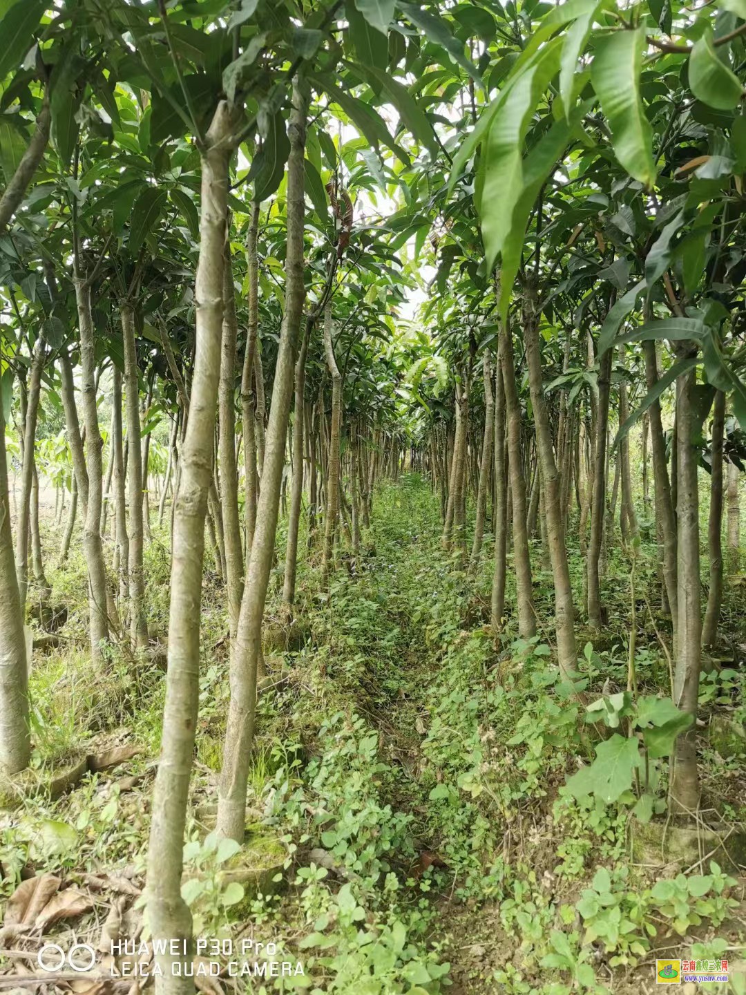 桂林恭城芒果苗基地|正宗芒果苗|貴妃芒果苗