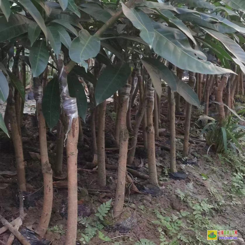 柳州柳北芒果苗基地|正宗芒果苗|貴妃芒果苗