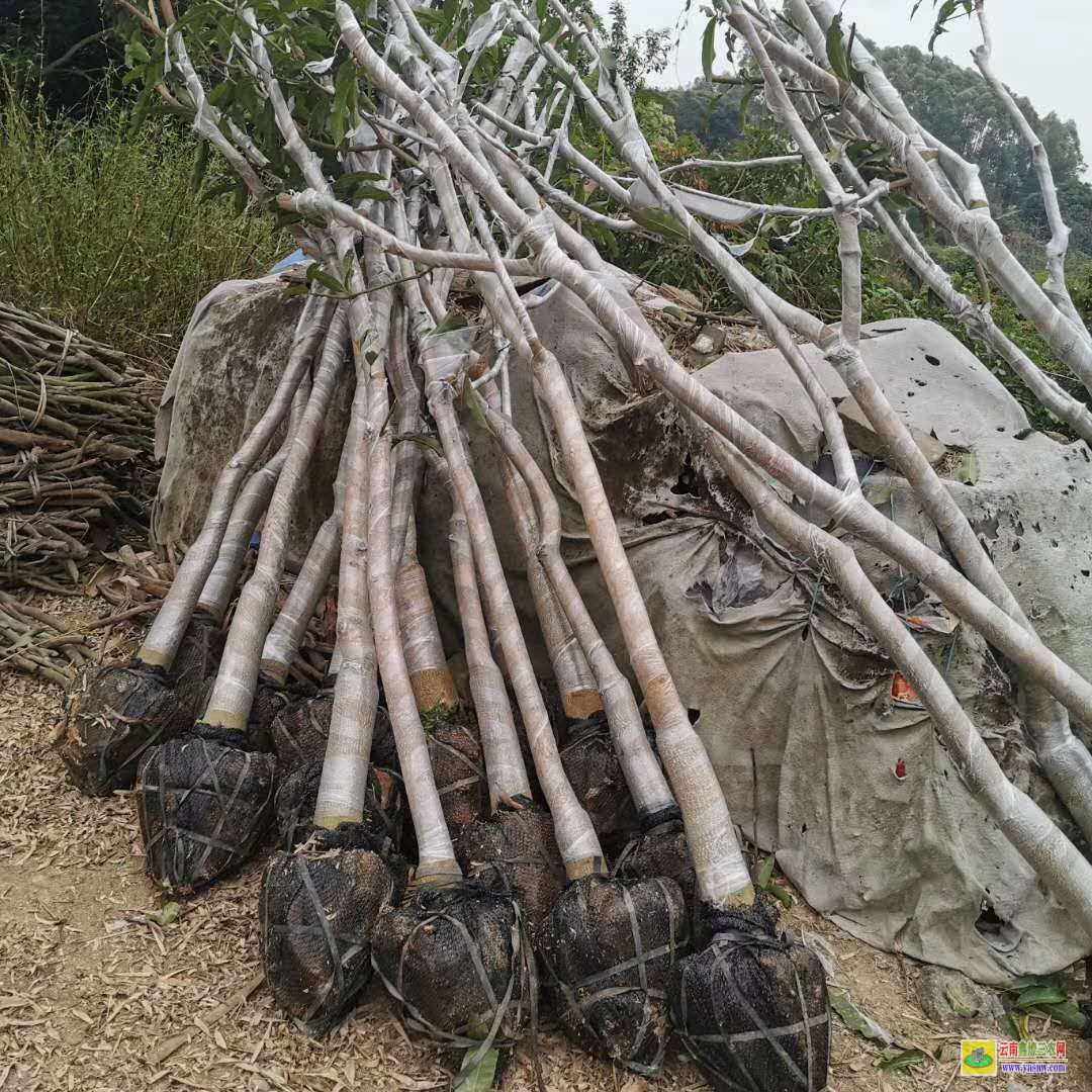 昭通大關(guān)芒果苗基地|正宗芒果苗|貴妃芒果苗