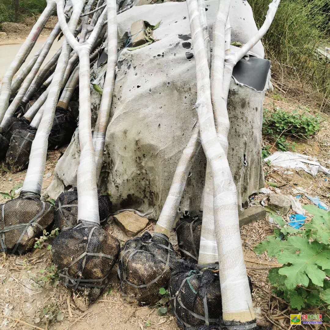 西雙版納勐海芒果苗種植技術(shù)|海南芒果苗|貴妃芒果苗