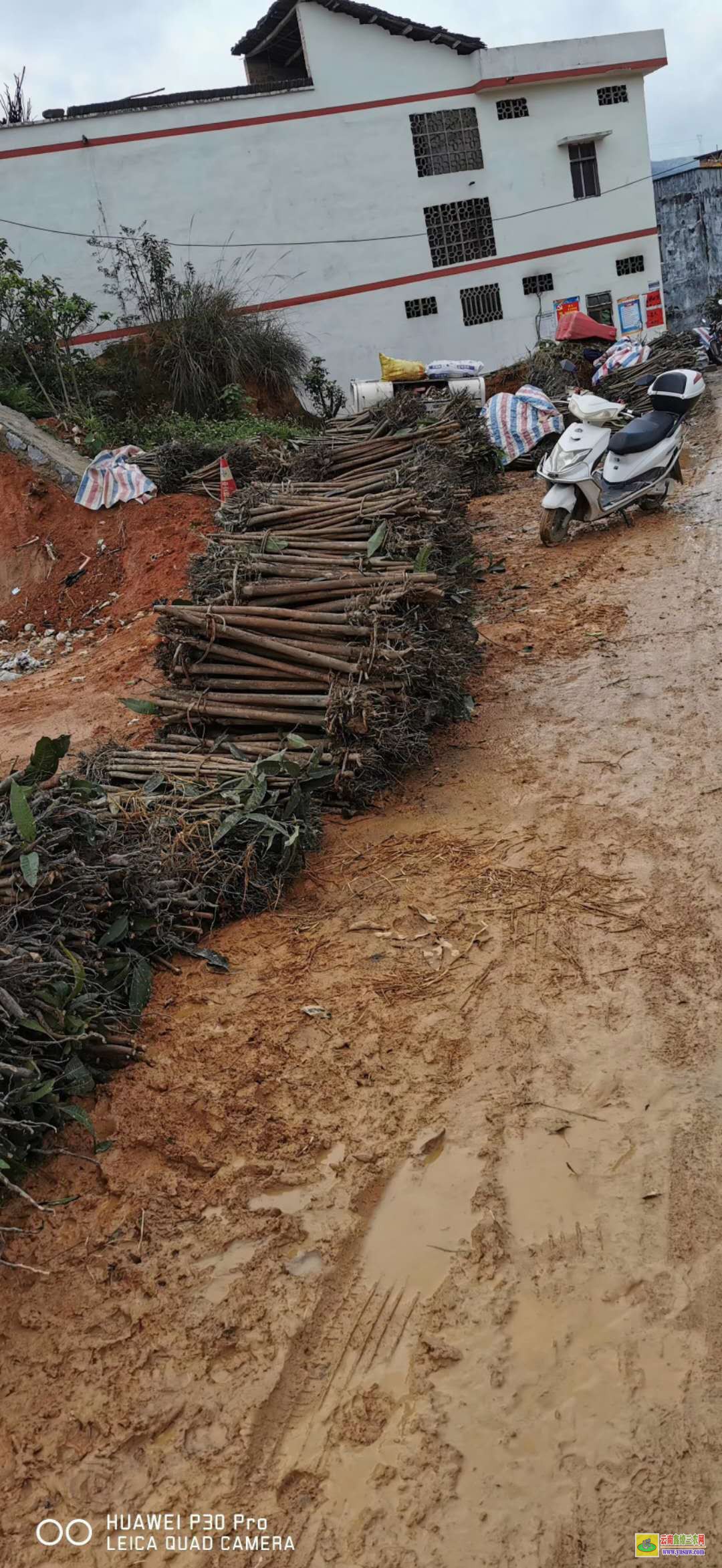 怒江福貢廣西欽州芒果苗|正宗芒果苗|貴妃芒果苗