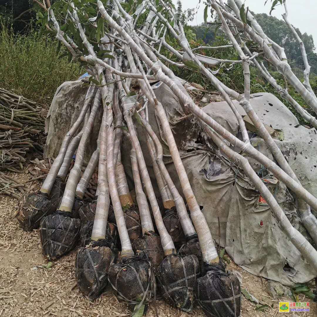 桂林興安芒果苗基地|芒果苗品種|四季芒果苗