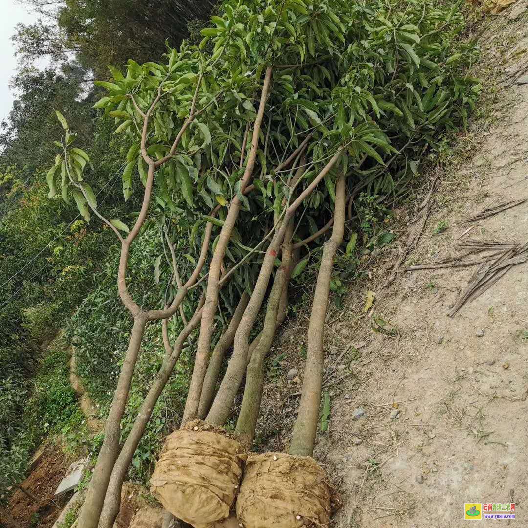 桂林灌陽芒果苗種植技術(shù)|海南芒果苗|貴妃芒果苗