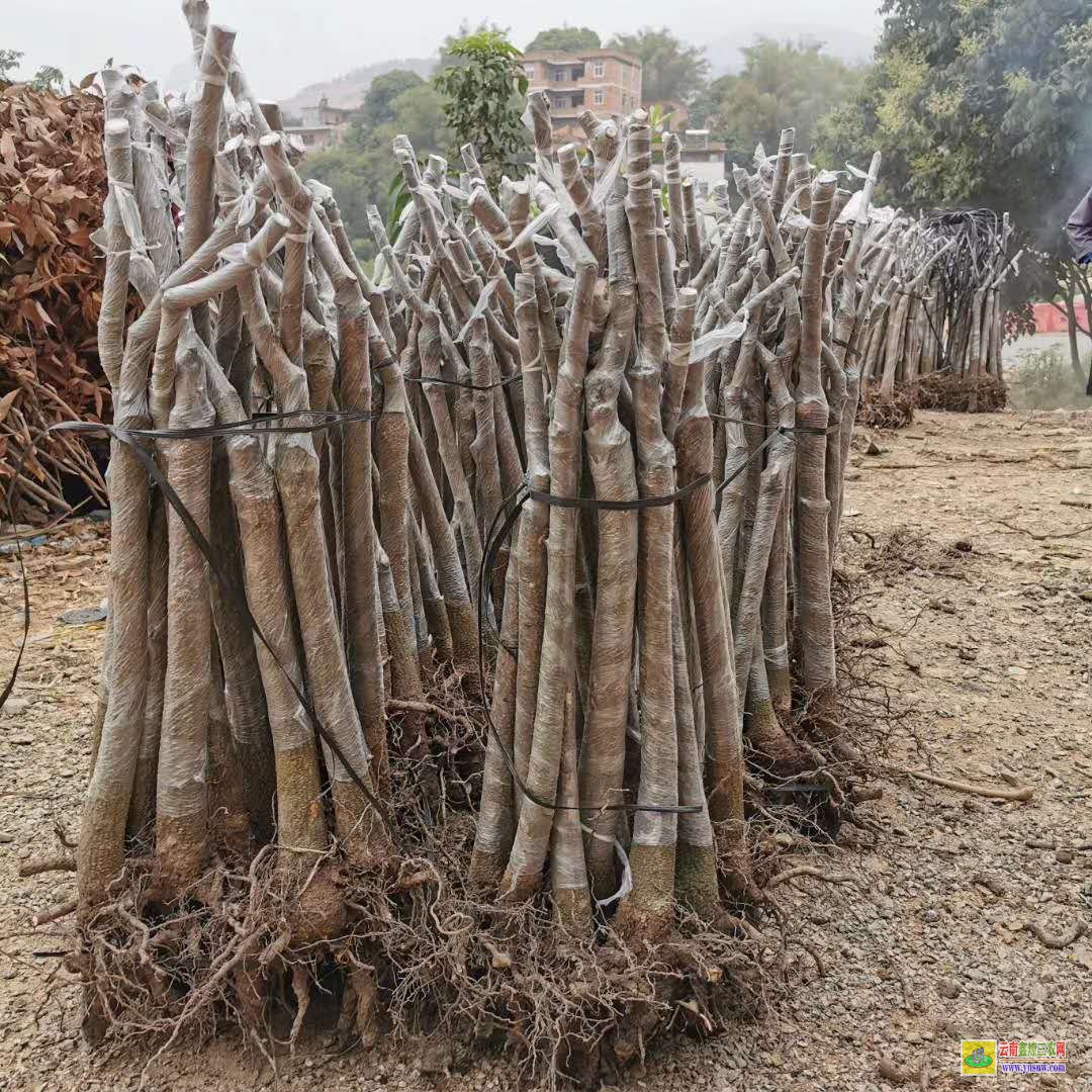 南寧武鳴廣西欽州芒果苗|正宗芒果苗|貴妃芒果苗