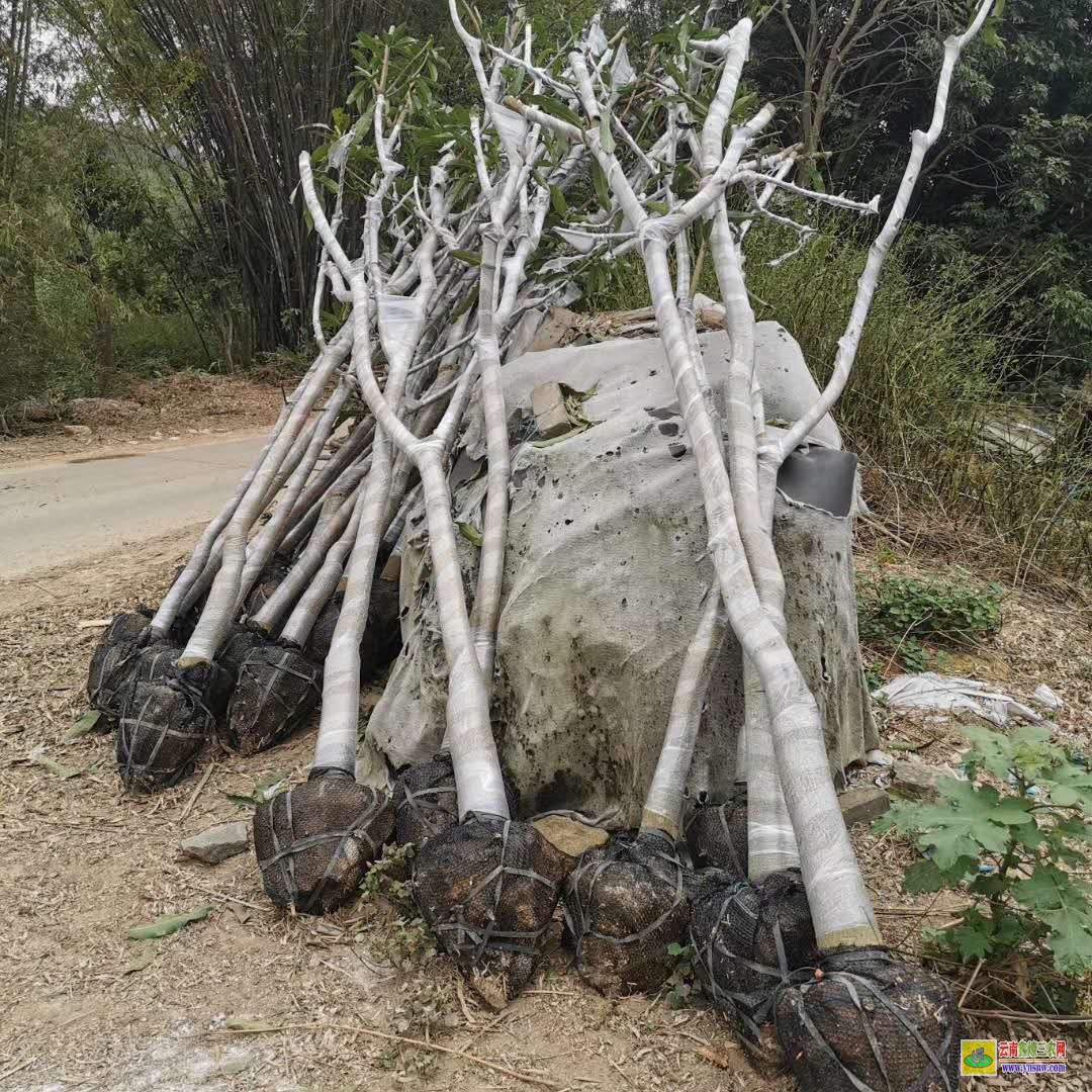 玉林博白芒果苗多少錢一株|芒果苗品種|貴妃芒果苗