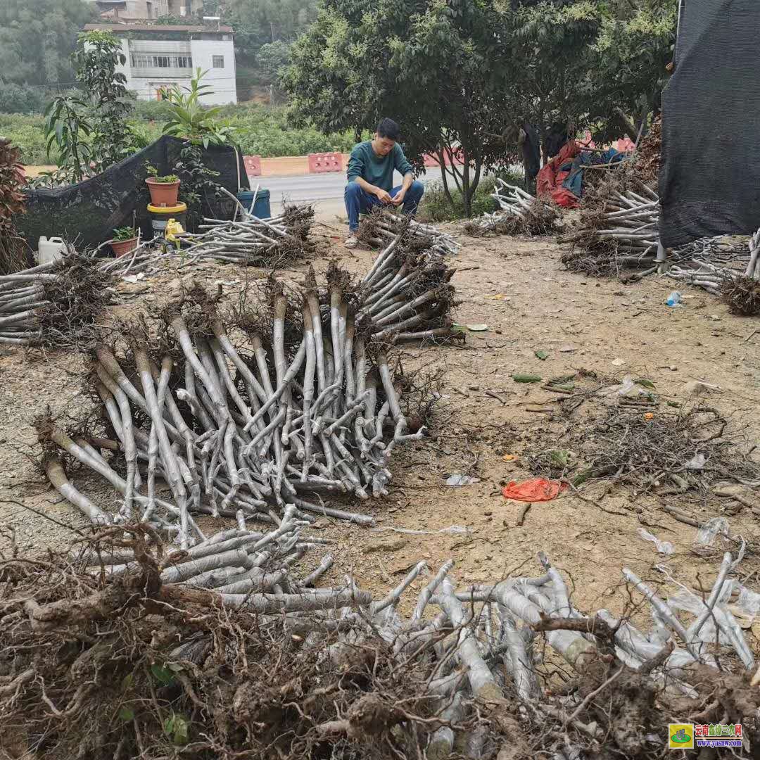 崇左大新武利鎮(zhèn)芒果苗|芒果苗品種|貴妃芒果苗