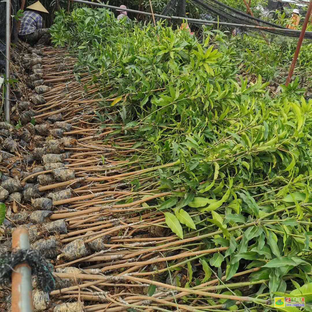 大理彌渡芒果苗批發(fā)價|正宗芒果苗|貴妃芒果苗