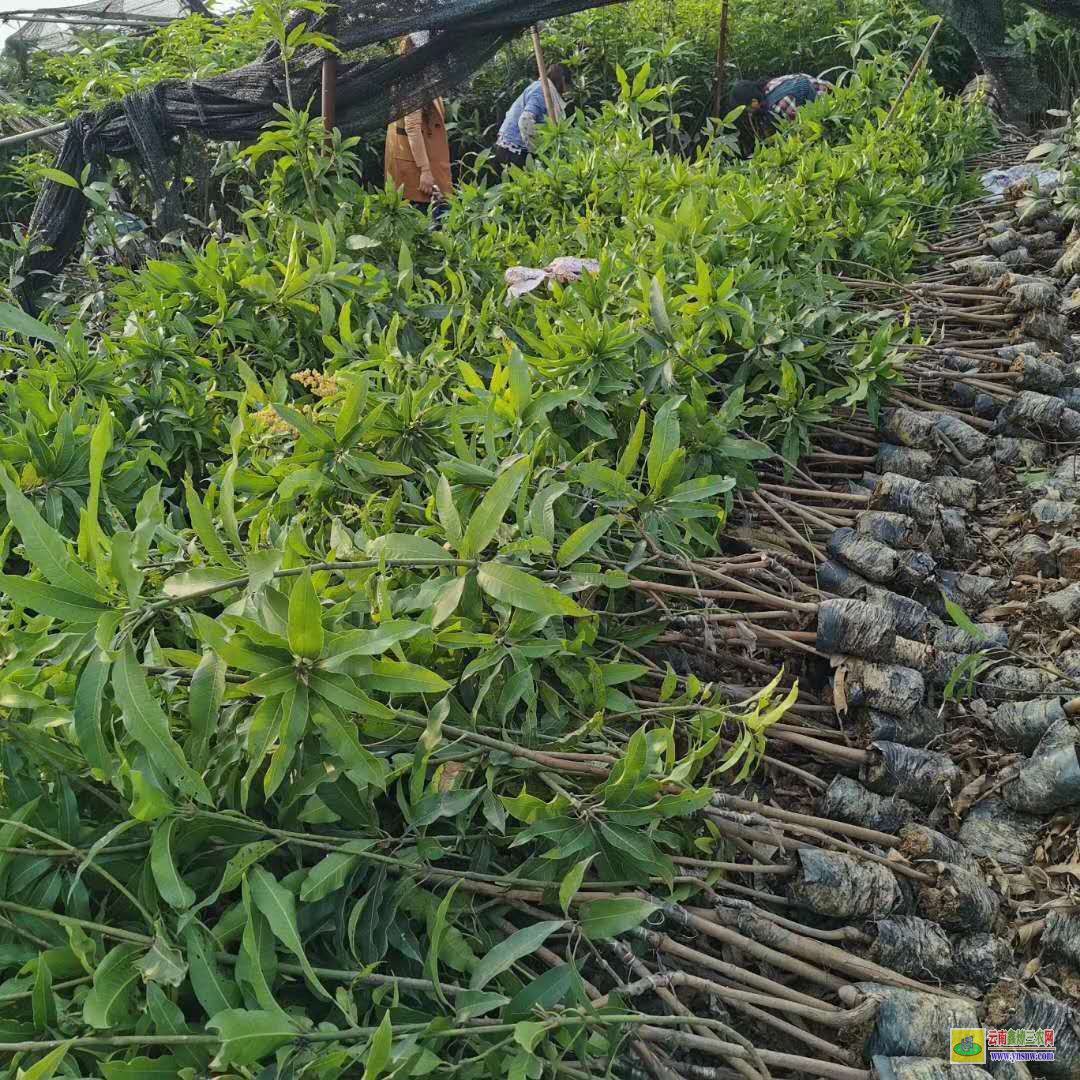 大理劍川海南芒果苗價格|海南芒果苗|貴妃芒果苗