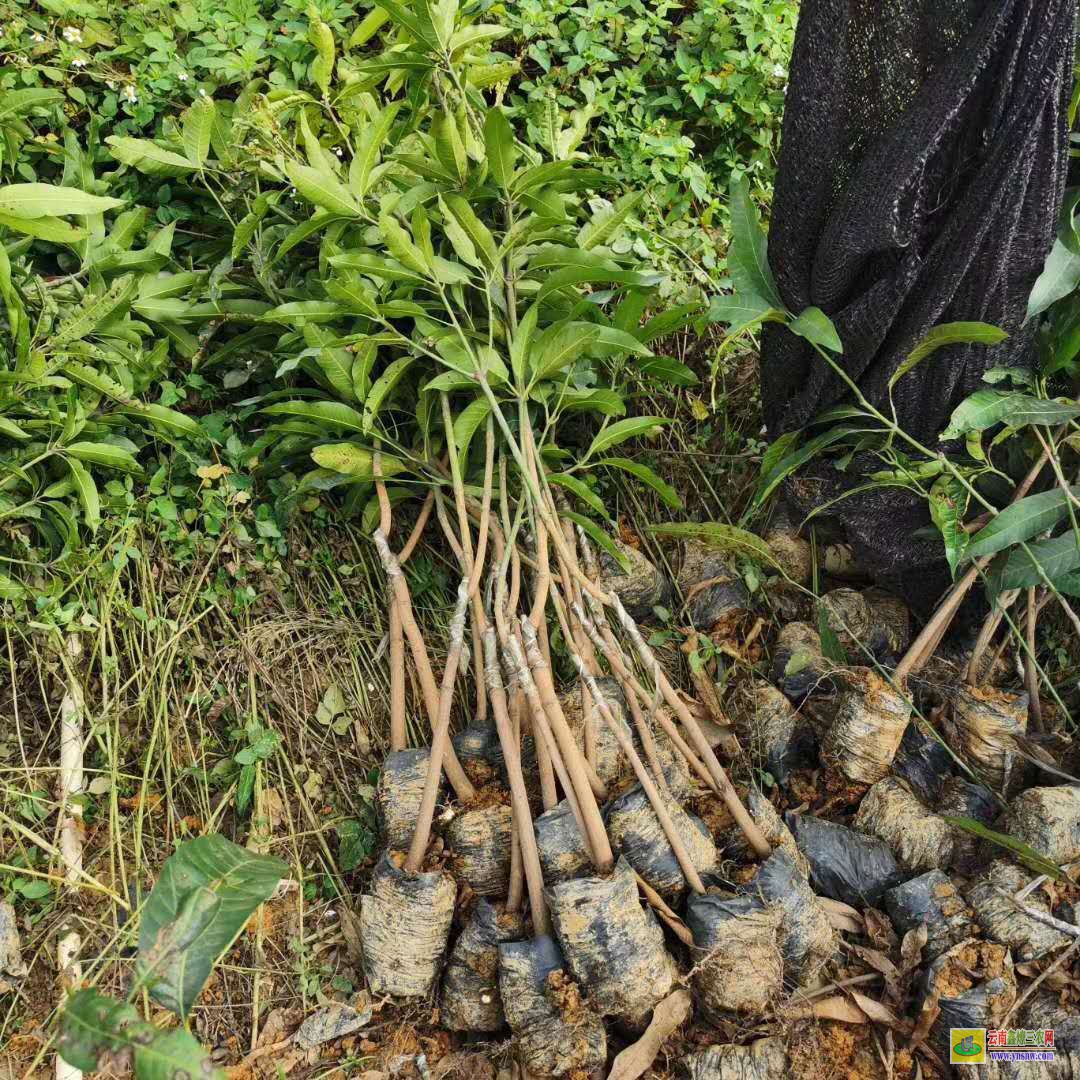 普洱墨江芒果苗如何栽種|芒果苗品種|貴妃芒果苗