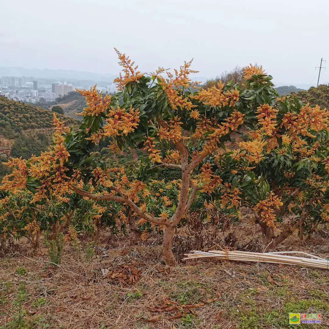 曲靖會澤2022芒果苗價格|正宗芒果苗|芒果苗批發(fā)市場