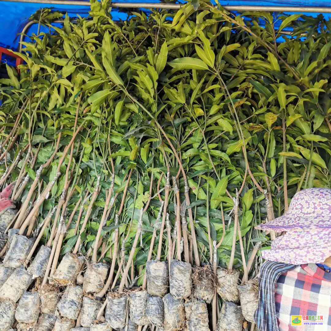 河池天峨澳芒果苗價格|正宗芒果苗|貴妃芒果苗