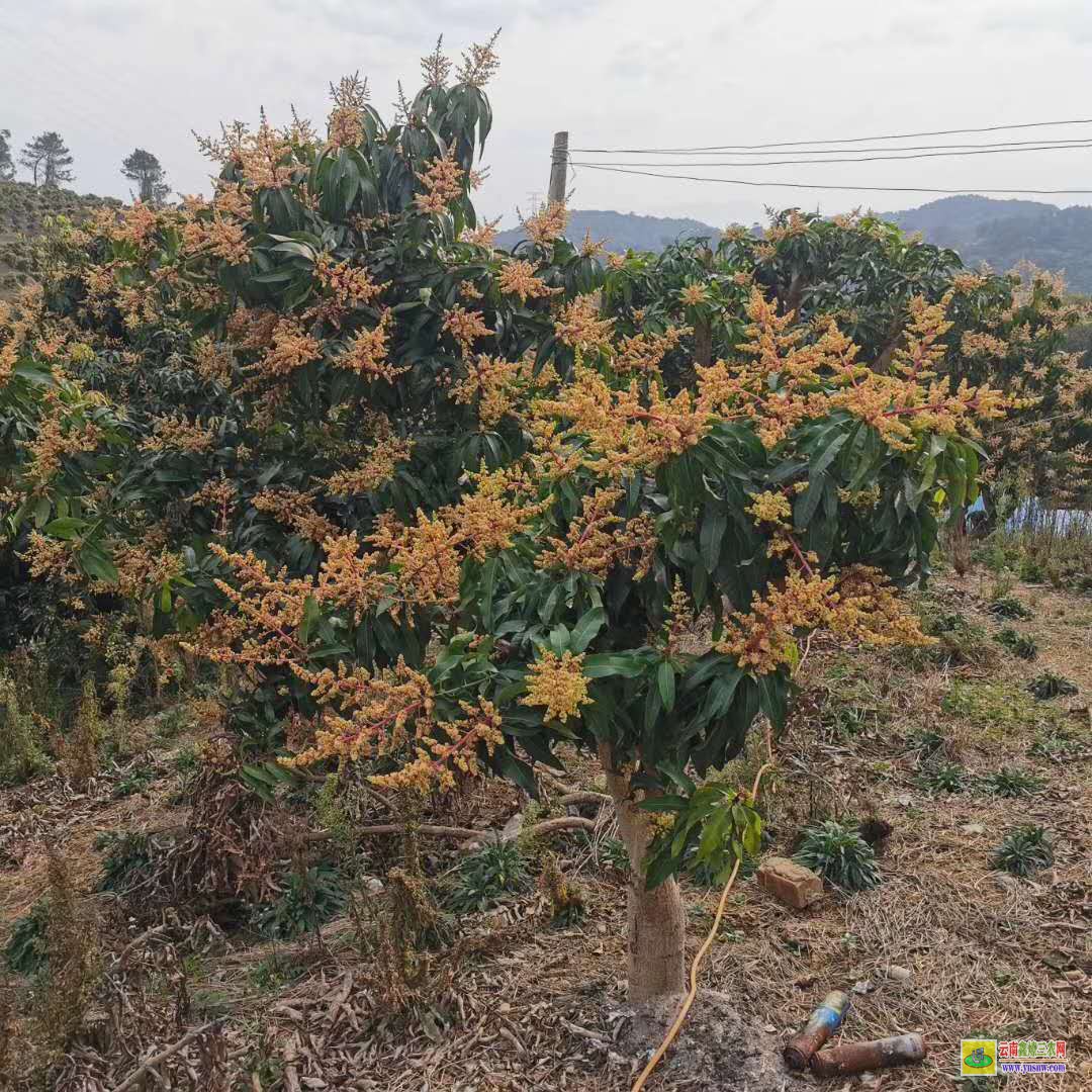 昆明宜良田東芒果苗|芒果苗品種|貴妃芒果苗