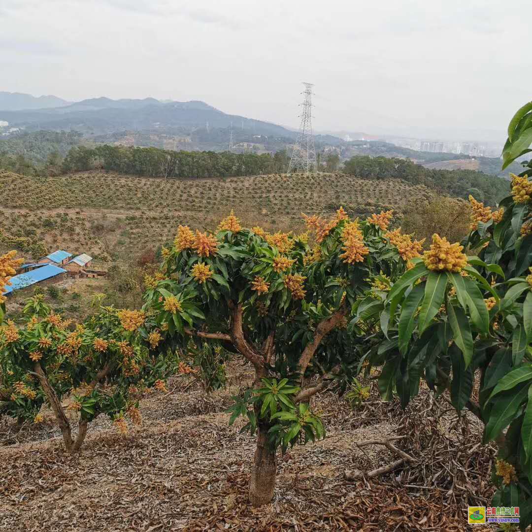 文山丘北澳芒果苗價格|正宗芒果苗|貴妃芒果苗