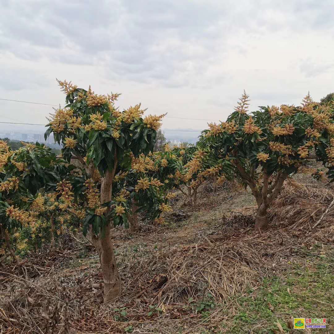 昭通巧家田東芒果苗|芒果苗品種|貴妃芒果苗