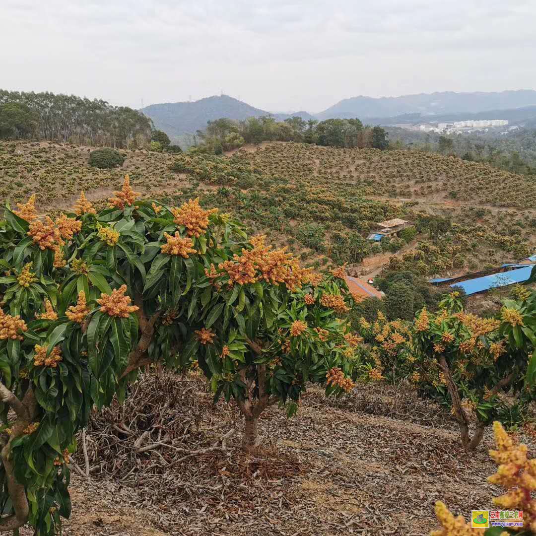 保山龍陵靈山縣芒果苗|海南芒果苗|貴妃芒果苗