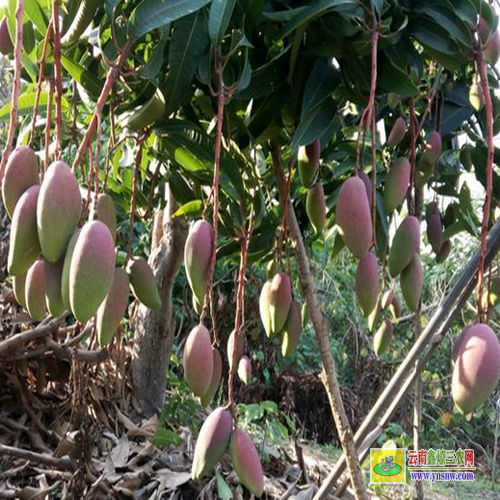 防城港港口四川攀枝花芒果苗|海南芒果苗|貴妃芒果苗