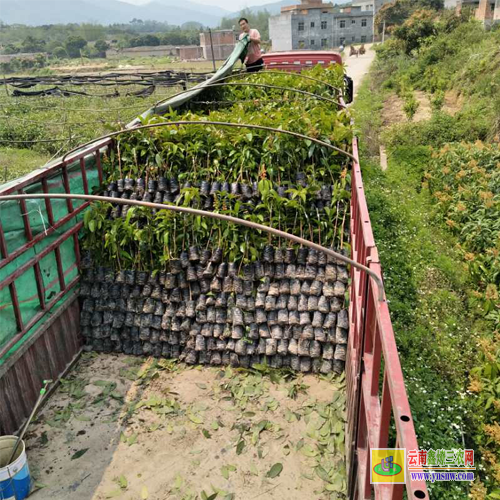 柳州柳南一棵芒果苗價格|芒果苗品種|貴妃芒果苗