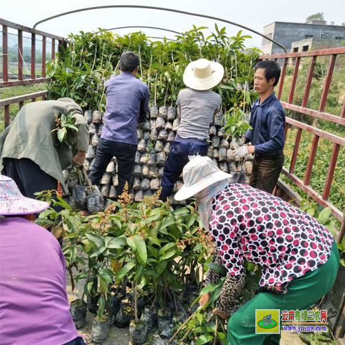 昭通大關(guān)芒果苗基地|正宗芒果苗|貴妃芒果苗