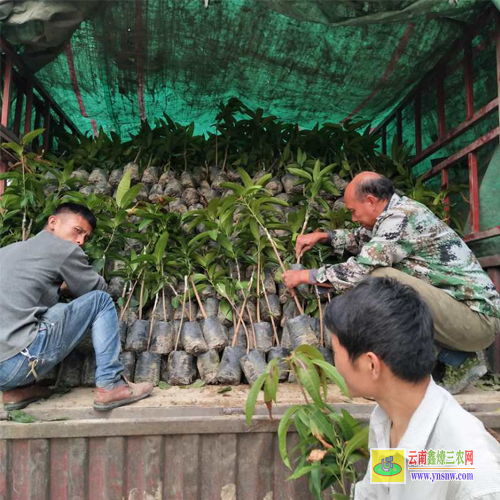 德宏梁河一棵芒果苗價(jià)格|芒果苗品種|貴妃芒果苗