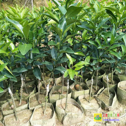 柳州柳北芒果苗基地|正宗芒果苗|貴妃芒果苗