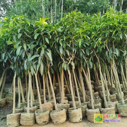 西雙版納勐海芒果苗種植技術(shù)|海南芒果苗|貴妃芒果苗