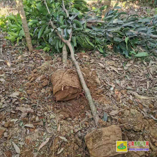 崇左扶綏攀枝花芒果苗|海南芒果苗|貴妃芒果苗