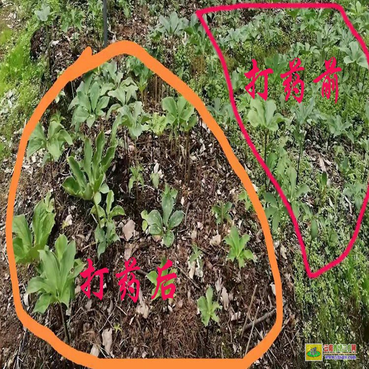 獨(dú)角蓮打什么除草劑| 白芨重樓除草劑| 田間中藥材除草劑