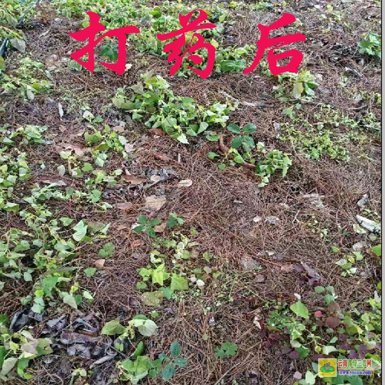 貴州重樓除草劑| 白芨重樓除草劑| 田間中藥材除草劑