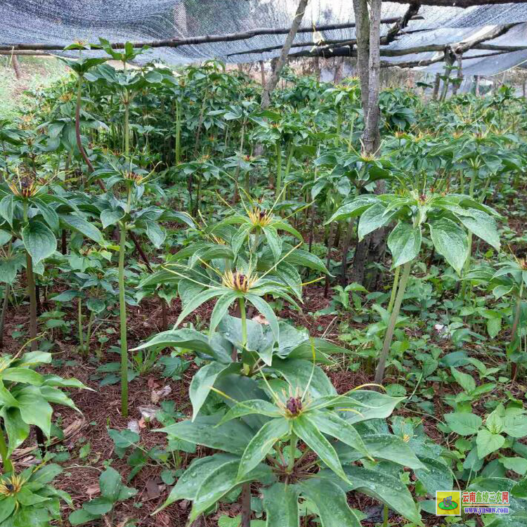 貴州重樓除草劑| 白芨重樓除草劑| 田間中藥材除草劑