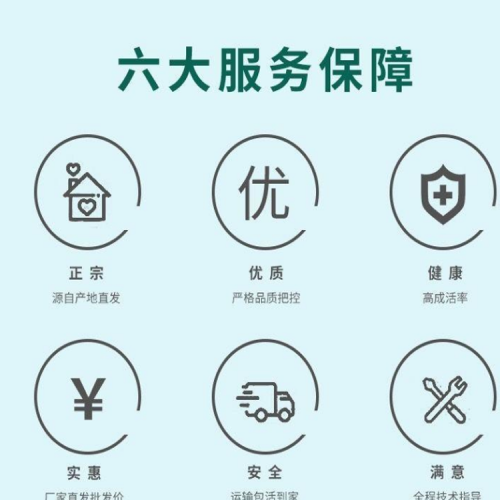 云南獅頭鵝苗 貴州獅頭鵝苗公司 大三花鵝苗價(jià)格