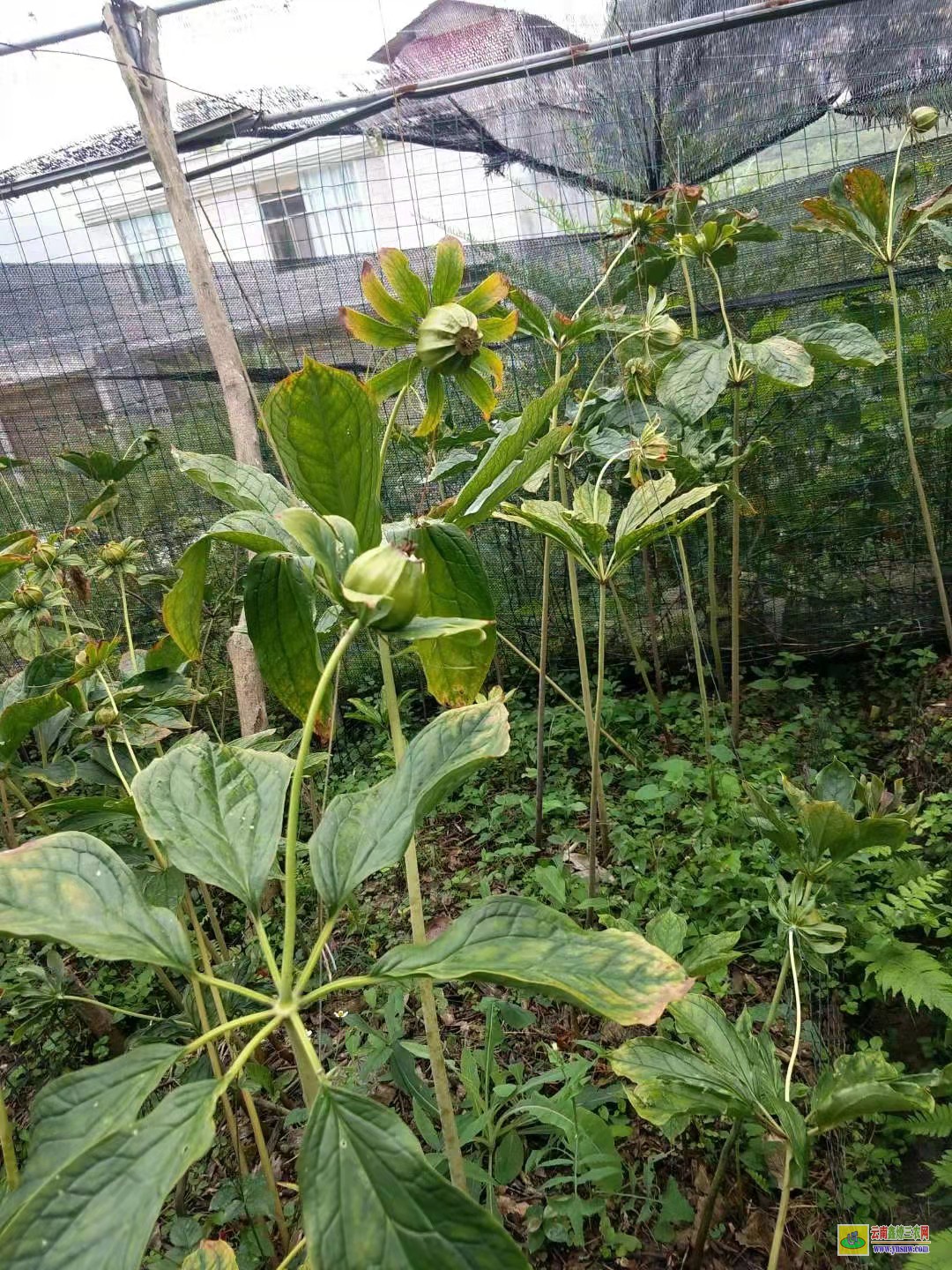 玉溪重樓除草劑現(xiàn)貨| 白芨重樓除草劑| 重樓中藥材除草劑