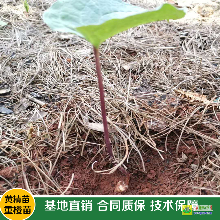 玉溪重樓除草劑現(xiàn)貨| 白芨重樓除草劑| 重樓中藥材除草劑