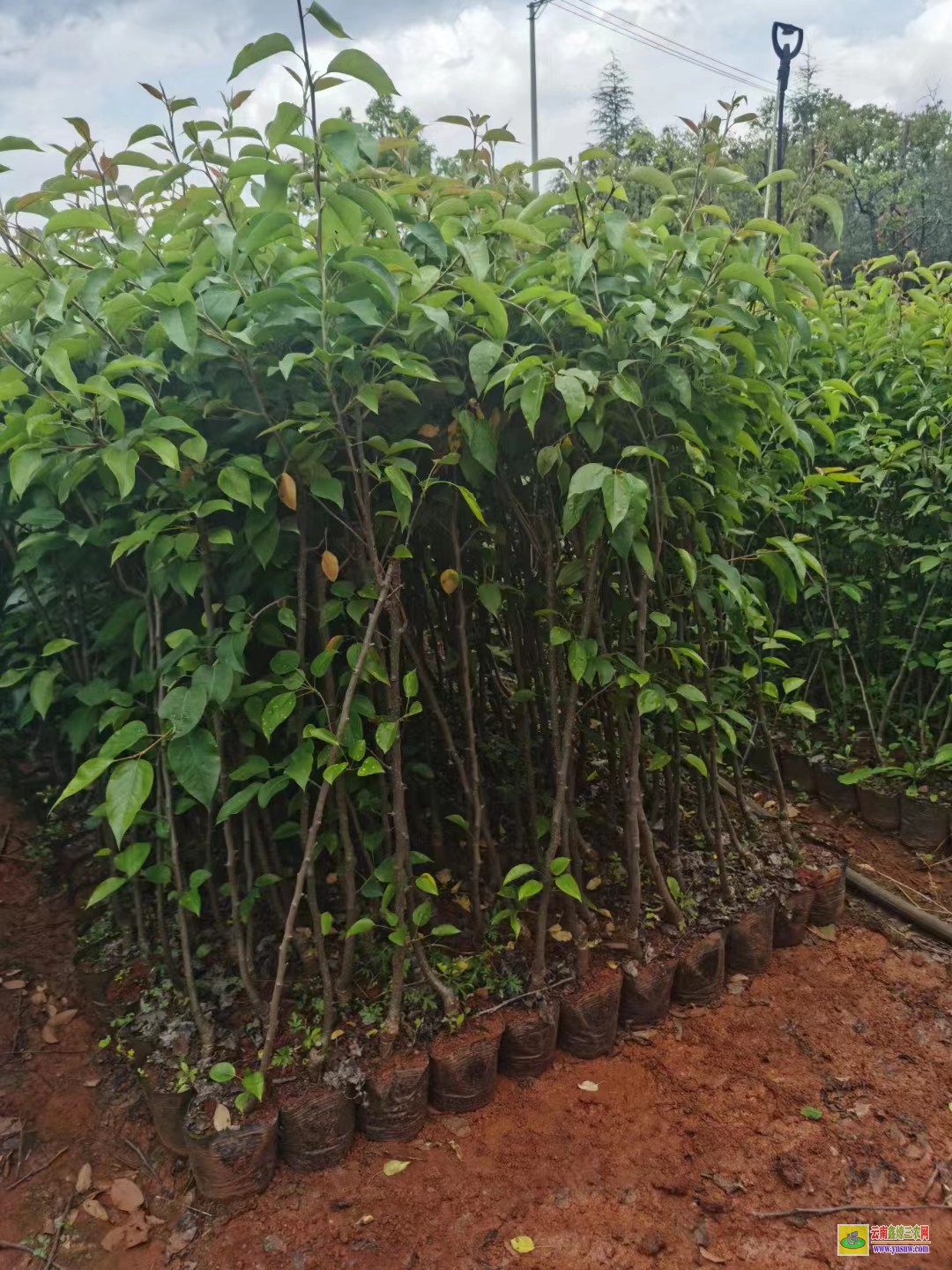 迪慶香格里拉紅梨苗哪里有|紅梨苗種植基地|紅梨苗木哪里買