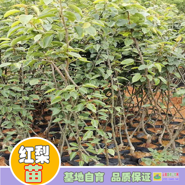 迪慶香格里拉紅梨苗哪里有|紅梨苗種植基地|紅梨苗木哪里買