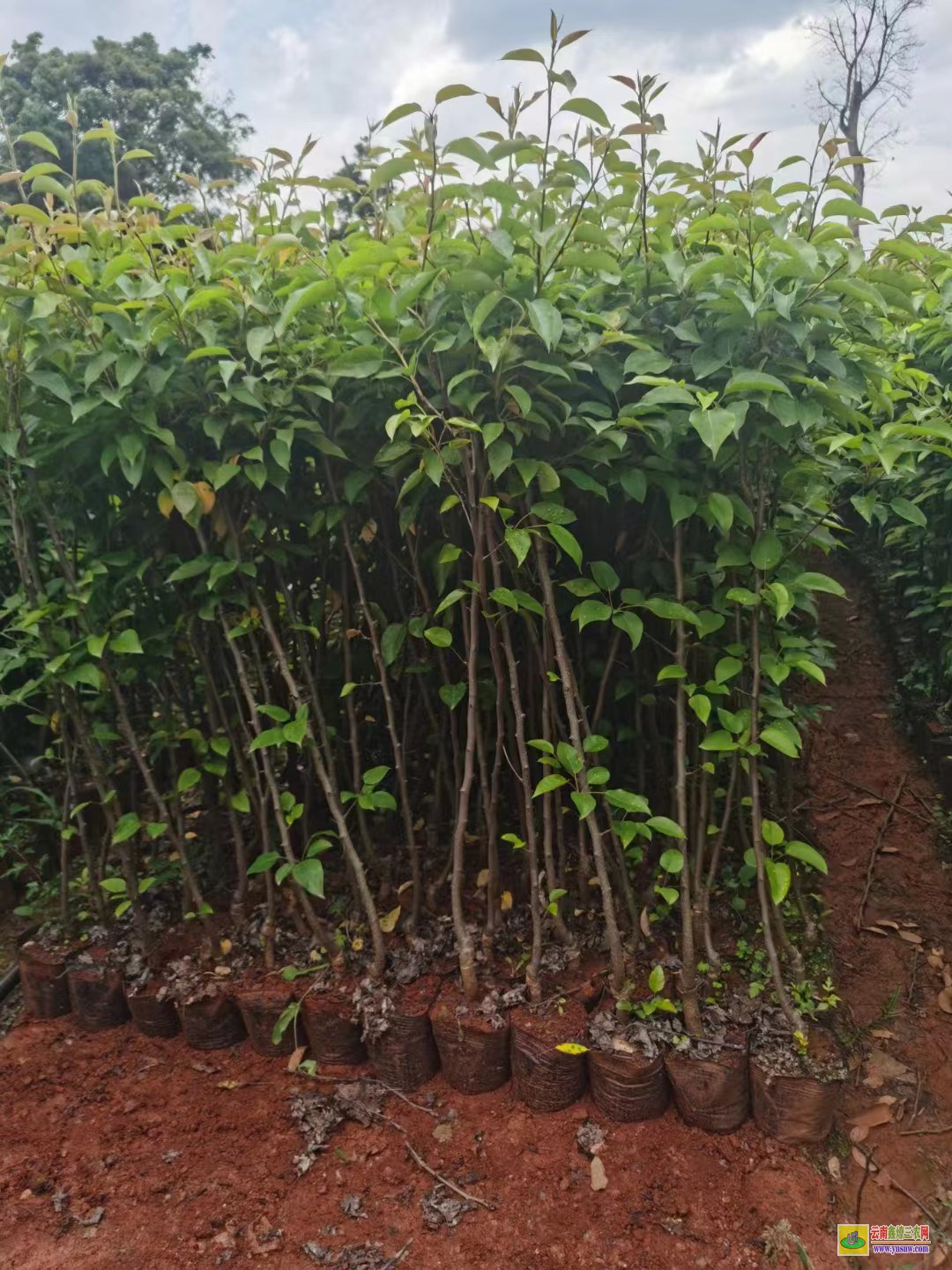 安順普定玉露香梨前景如何|紅梨苗種植基地|紅梨苗木哪里買