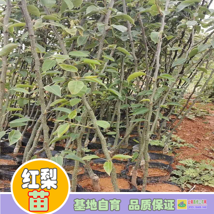 阿壩茂縣紅梨苗木圖片及價(jià)格|紅梨苗木|紅梨苗木哪里買