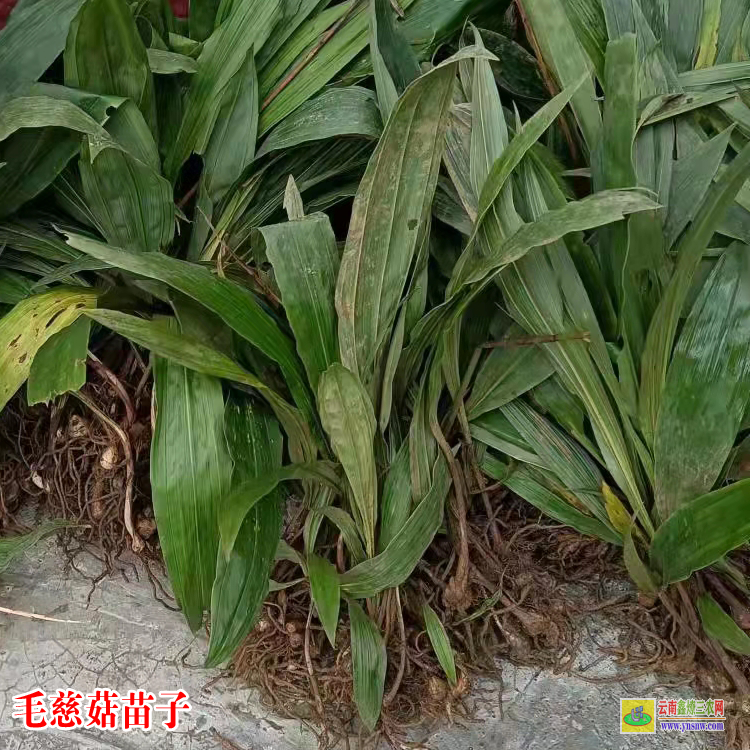 海南毛慈菇種植畝產(chǎn)利潤(rùn) 毛慈菇價(jià)格藥材市場(chǎng) 毛慈菇種苗