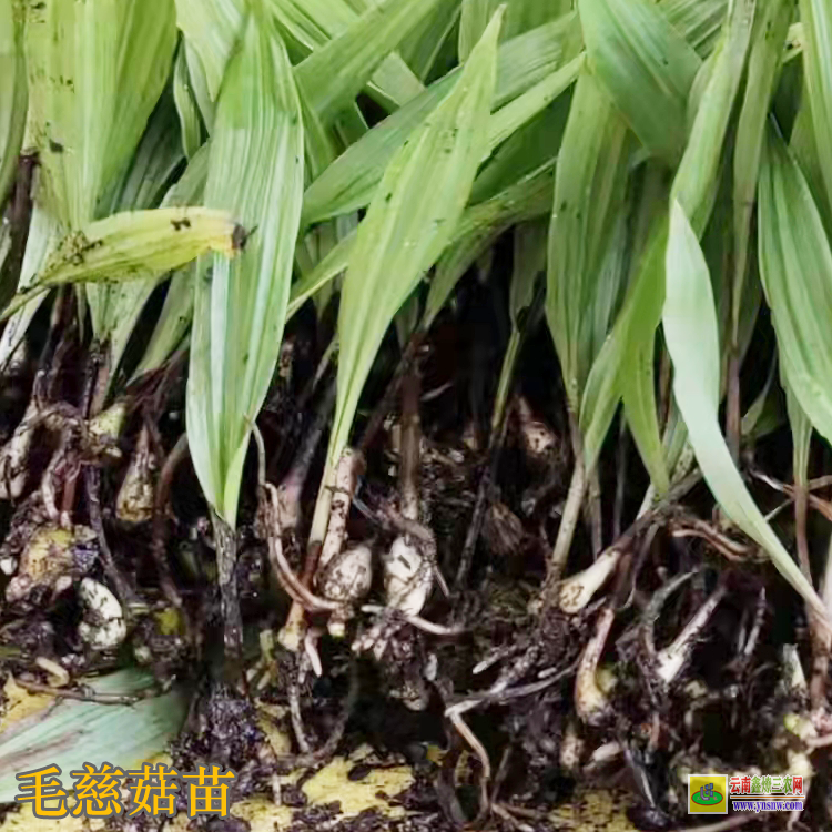 吉林毛慈菇種植畝產(chǎn)利潤 毛慈菇價格藥材市場 毛慈菇種苗