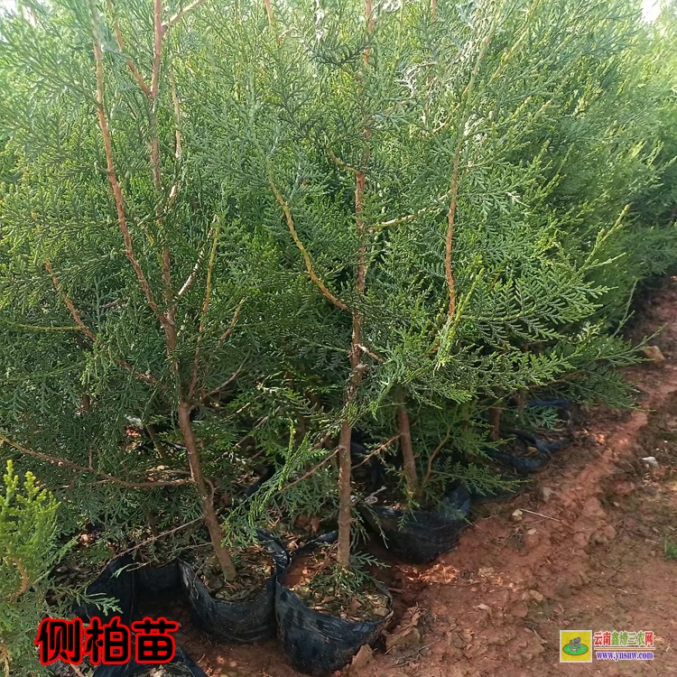 紅河紅河側(cè)柏苗一年可以長多少 側(cè)柏苗木規(guī)格 側(cè)柏苗圖片