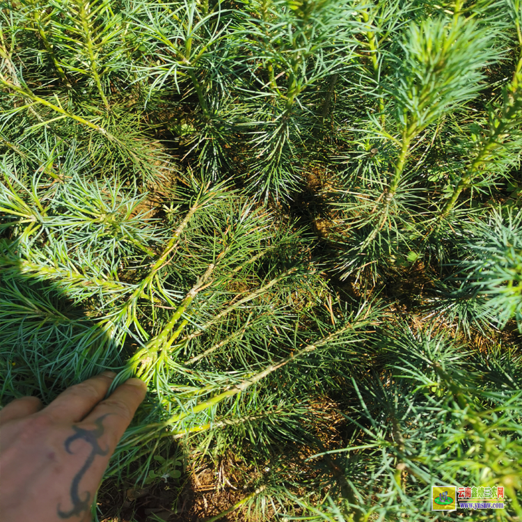 湖南2米華山松苗木價格 |華山松樹苗價格| 華山松苗木圖片