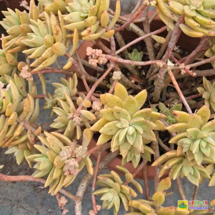 嘉興老樁價(jià)格 植物價(jià)格表 價(jià)格行情