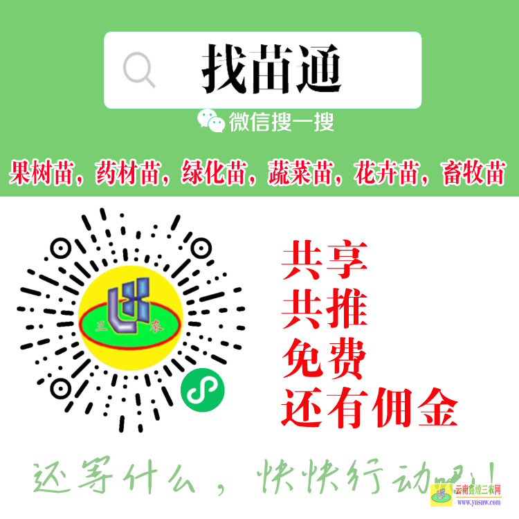 西雙版納綠化苗木報價表| 綠化苗木網(wǎng)站哪家好 綠化苗木劉君