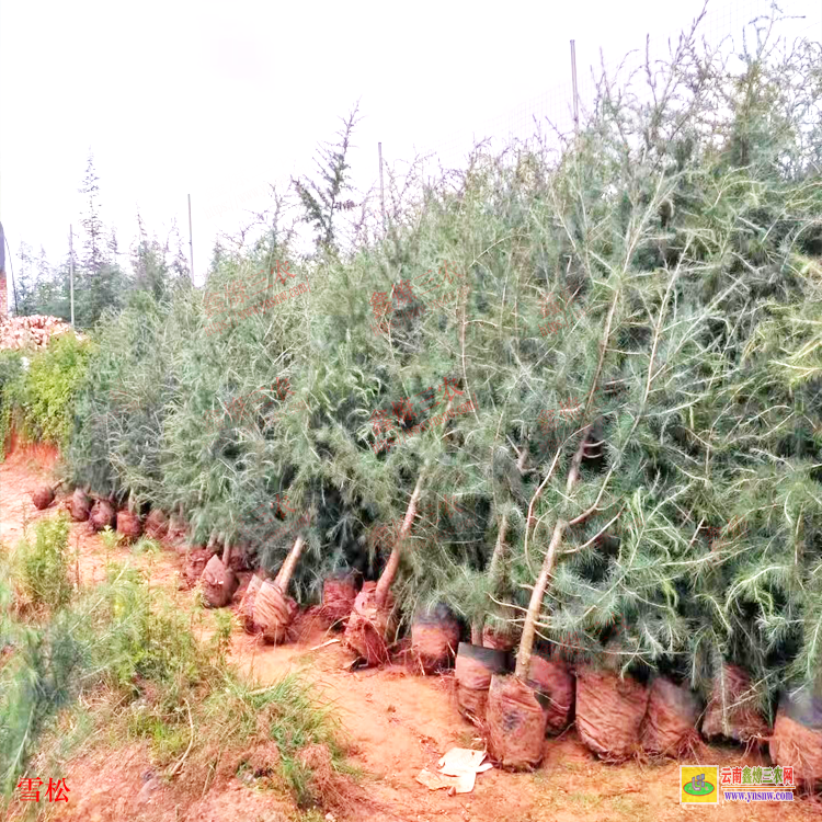 巴中雪松市場價格多少錢一棵| 雪松苗木種植基地 云南雪松苗基地