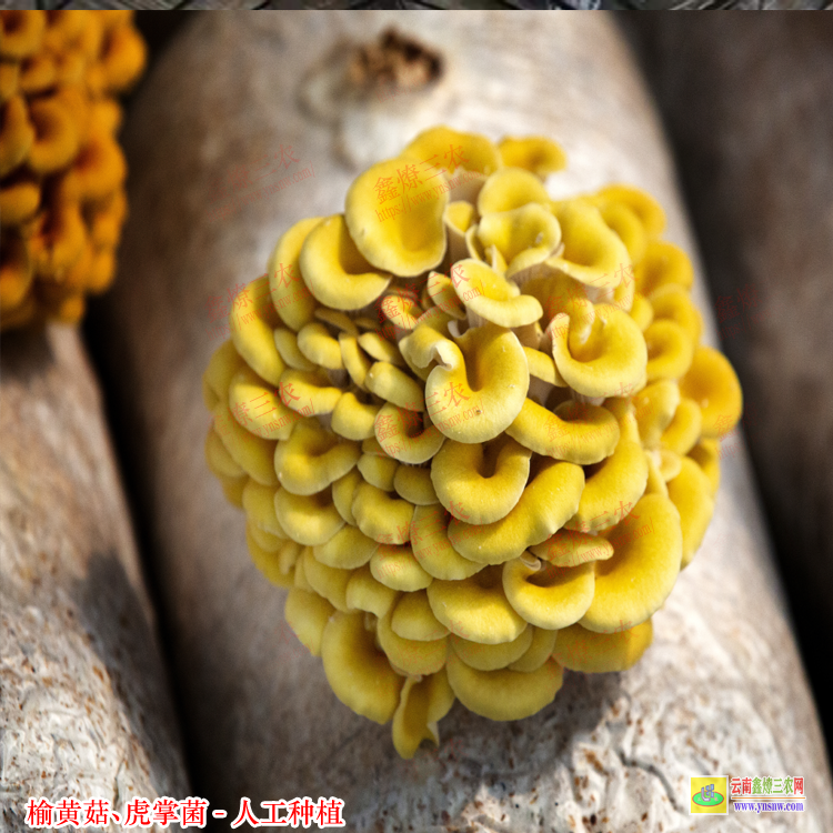 怒江榆黃菇種植技術(shù) 榆黃菇種植技術(shù)培訓(xùn) 原生態(tài)虎掌菌采購(gòu)