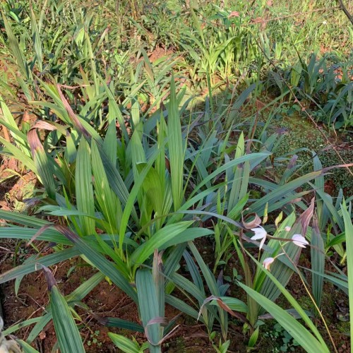 昭通白芨苗基地批發(fā)價(jià)| 白芨苗怎么栽 白芨苗哪里有賣(mài)