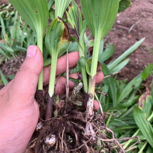 臨滄白芨苗多少錢(qián)一株| 白芨苗怎么栽 白芨苗哪里有賣(mài)