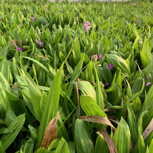 西雙版納蘭州白芨苗供應(yīng)| 德宏白芨苗怎么樣 白芨苗哪里有賣(mài)