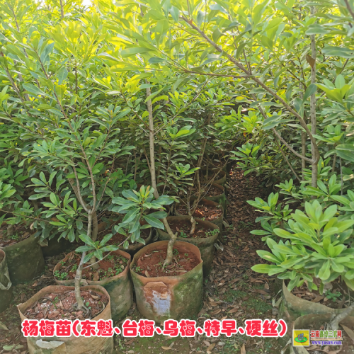 麗江華坪楊梅苗基地| 楊梅苗的價(jià)格 楊梅苗木