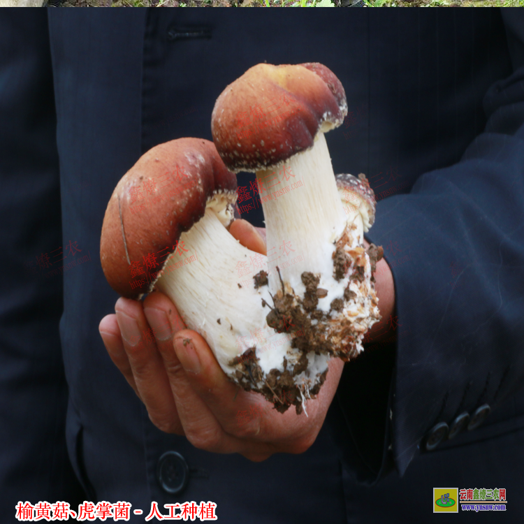 黃岡榆黃菇種植成本與回報(bào) 榆黃菇種植注意事項(xiàng) 榆黃菇種植效益